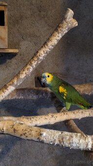 Amazoňan modročelý - 3