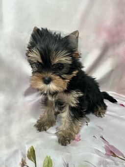 Jorkšírský teriér s PP s rodokmenem FCI - 3