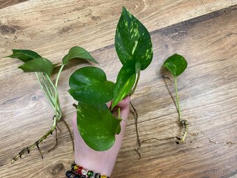 Epipremnum aureum – zakořeněné řízky - 3