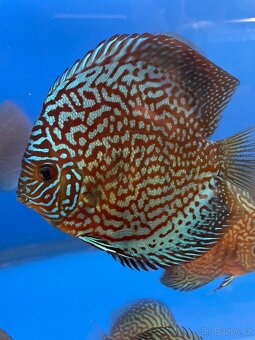 Terčovec -Diskus - 3