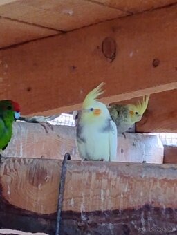 Korela chocholatá - 3