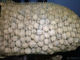 VYPRODÁNO - Vlašské ořechy 2025 - 3