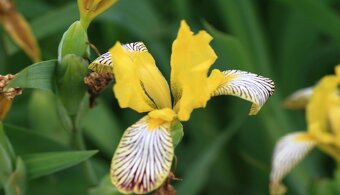 Kosatec různobarevný- Iris variegata 50 semen 50 Kč - 3