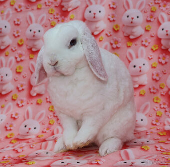 Zakrslý modrooký rex beránek , maličká samička - 3