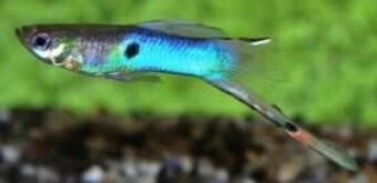 Endlerky & Paví očka mix - 3