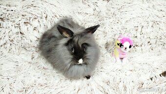 Zakrslý králík, králíček - HOLLY - 3