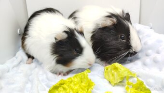 Zakrslý beránek, králíček,6- BARČA A BOBINKA - 3