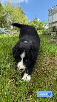 Border kolie - 3