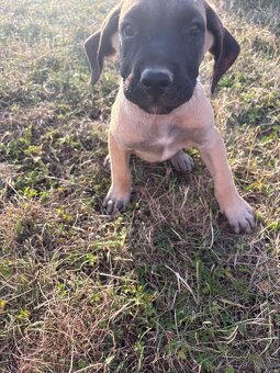 Štěňata cane corso X Presa canaria - 3