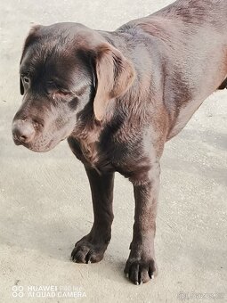 Čokoládový labrador - 3