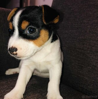 Jack russel teriér tricolor - 3