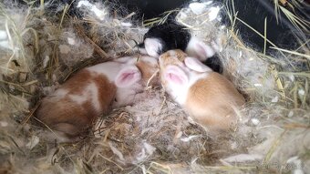 🐇🐰 Zakrslý beránek – mláďata k rezervaci - 3