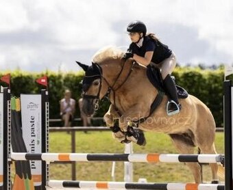 Klisna hafling - pony B do sportu - 3