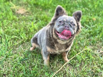 Isabela gen Lilac Tan Fluffy fenka Francúzsky buldoček - 3