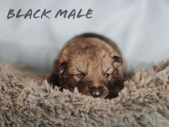 Saarloosův vlčák - prodej - 3