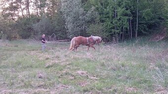 Valach slezsky norik - 3