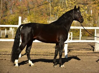 ➡️ 4 roky starý tmavý hnědák hřebec - 3