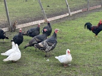 Krůty+ kachny+ kohouti - 3