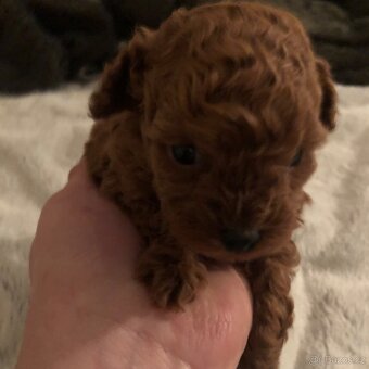 Toy pudl štěňátko s PP - 3