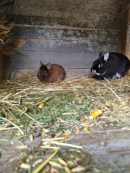 Zakrslý králík - 3