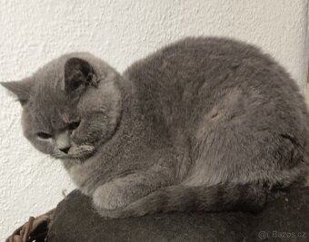 Britská čistokrevná jrýtjisrstý jičučja - 3