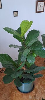 Ficus lyrata - 3