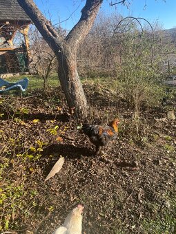 Brahmanka velká kohout - 3