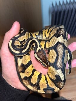 Krajta královská 0.0.1 - 3