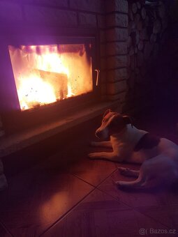 Jack Russel teriér krytí - 3