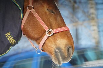 Leica Japan MR-Telyt-R 500/8 zrcadlový teleobjektiv, servis - 3