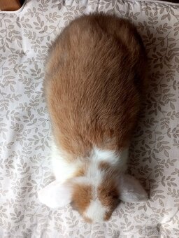 Zakrslý beránek králíček - 3