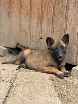 Belgický ovčák Malinois štěňátka - 3