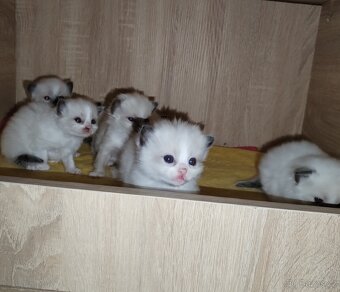 Koťátka s PP plemena Ragdoll - 3