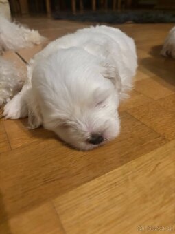 Coton de Tuléar s PP štěně - 3