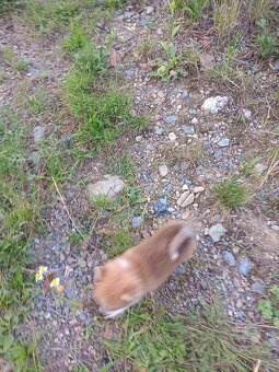 Pomeranian mini Boo - 3