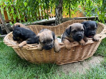 Štěně border terrier s PP - 3