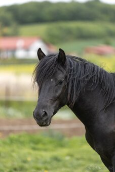 Huculský hřebec, Hucul, malý kůň, pony, tobiano - 3