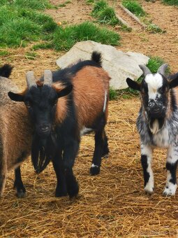 Prodam nebo vyměním 2 kozlíky - 3