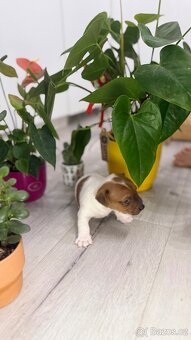 Jack Russel Terier - 3