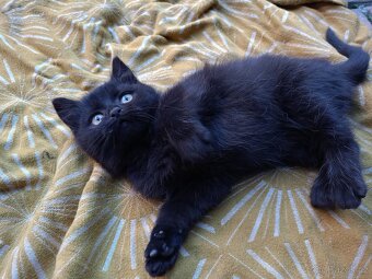 Perská činčila koťátka - 3