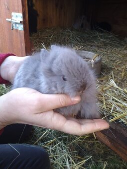 Prodám zakrslá králíčata - 3