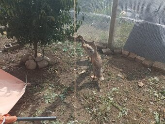 Prodám kachny Indický běžec - 3