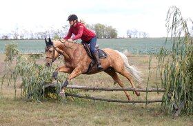 Připouštění QH hřebcem - 3