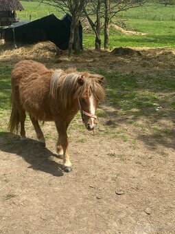 Stehan Pony - 3