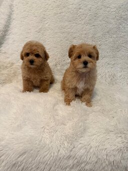 Maltipoo - 3