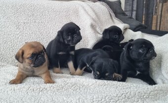 Mops - 3