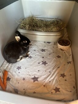 Daruji zakrslého králíčka 🐰 - 3