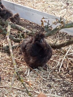 Hedvabnicka USA čokoládová - 3