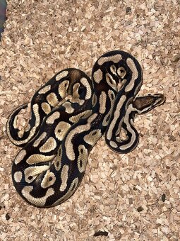 Krajta královská - 3