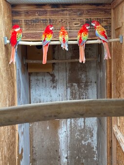 Rosela pestrá opalín gold gold - 3